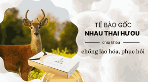 Tế bào gốc nhau thai hươu - Chìa khóa chống lão hóa và phục hồi bền vững 1