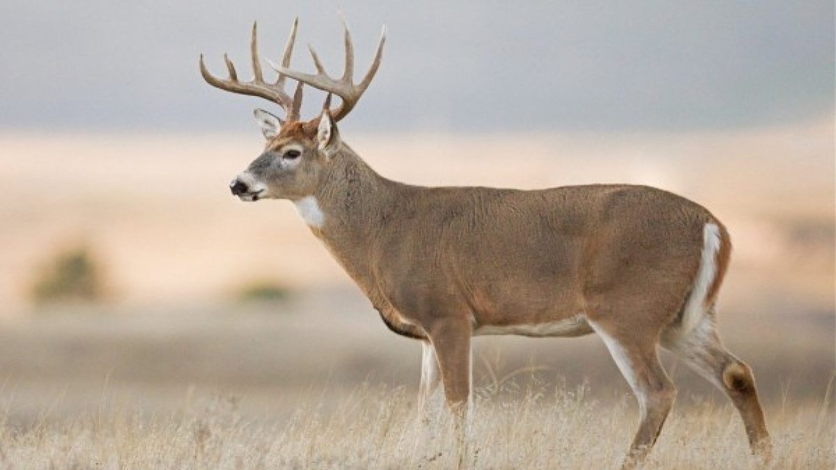 Tế bào gốc nhau thai hươu - Chìa khóa chống lão hóa và phục hồi bền vững 2