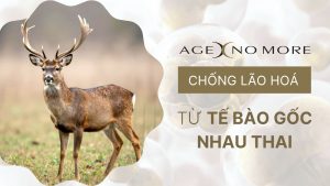 te-bao-goc-nhau-thai-giai-phap-chong-lao-hoa-tu-age-no